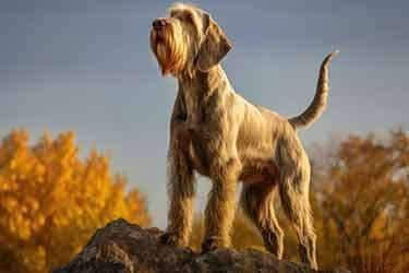 Spinone