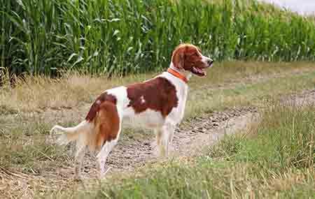 Setter Irlandais Rouge Blanc