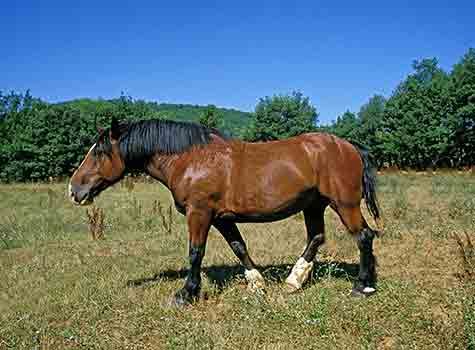 chevaux