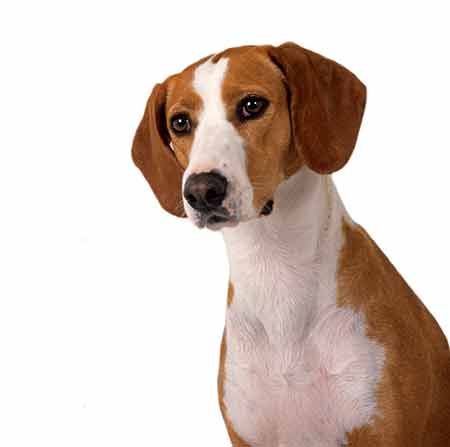 Chien Courant De La Vallee De La Save