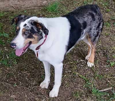 Berger des alpes et de savoie