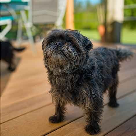 Affenpinscher