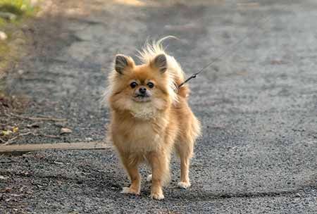 pomchi