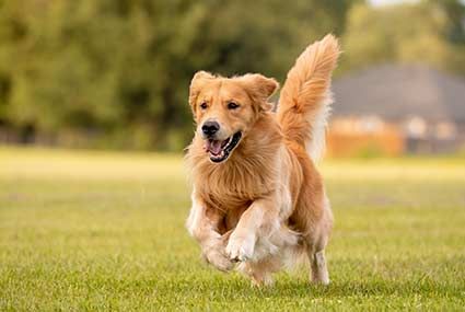 Golden Retriever