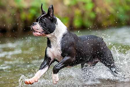 Continental Bulldog