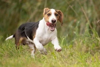 Basset De Westphalie