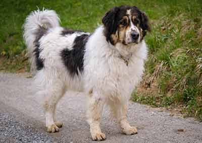 Berger De Bosnie-Herzegovine Et De Croatie (Tornjak)