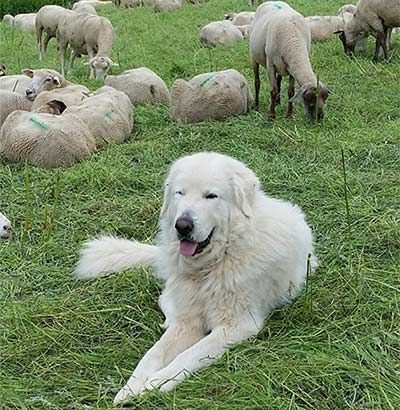 Berger De La Maremme Et Des Abruzzes