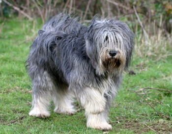 Berger Polonais De Plaine