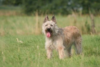 Bouvier Des Ardennes