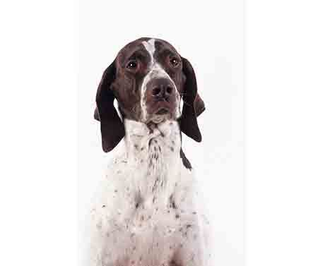 Braque Français Type Gascogne