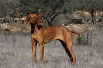 Braque Hongrois A Poil Dur