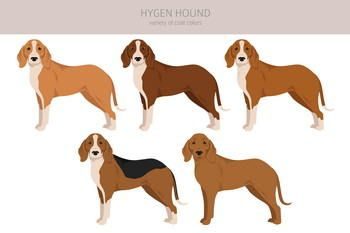 Chien Courant De Hygen