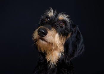 Chien Courant Italien A Poil Dur