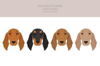 Chien Courant Italien A Poil Ras