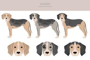 Chien Courant Norvegien