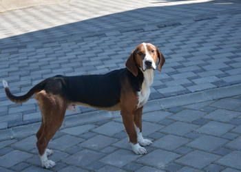 Chien Courant Tricolore Serbe