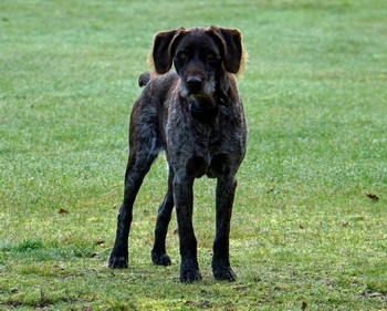 Chien d'arret Allemand A Poil Raide