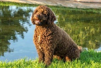 Chien d'eau Espagnol