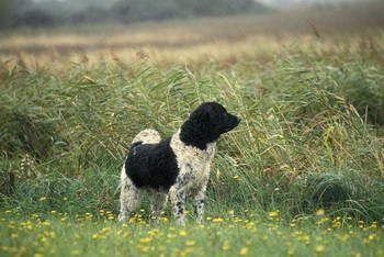 Chien d'eau Frison