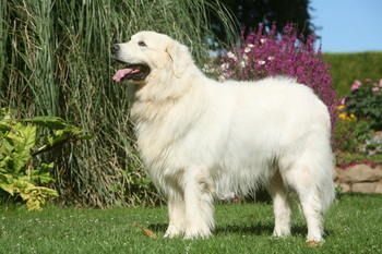 Chien De Berger Des Tatras