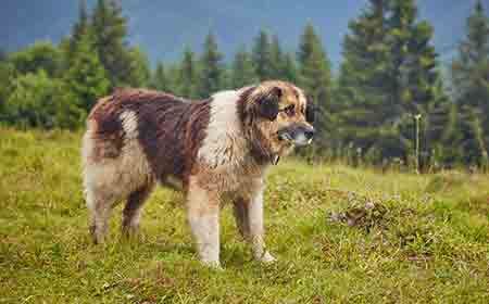 Chien De Berger Roumain Des Carpathes