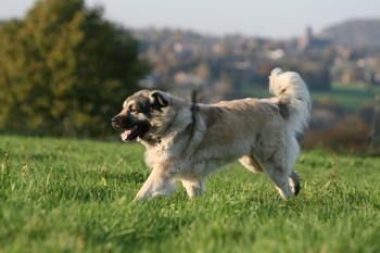 Chien De Berger Yougoslave De Charplanina