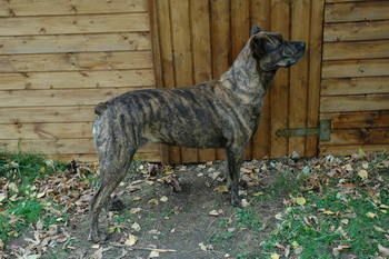 Chien De Castro Laboreiro