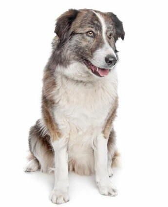 Chien De Montagne De l'Atlas