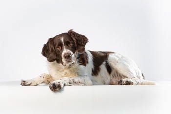 Chien De Perdrix De Drente