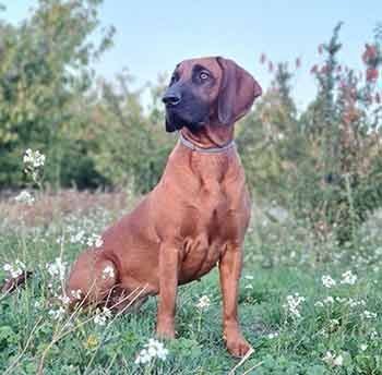Chien De Rouge Du Hanovre
