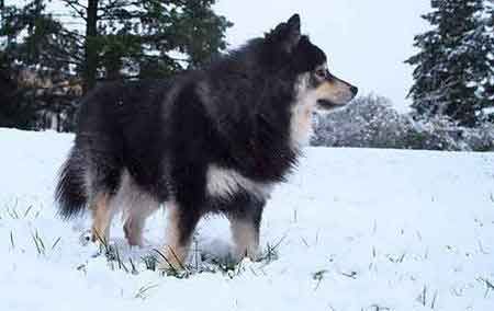 Chien Finnois De Laponie