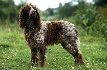 Epagneul De Pont Audemer