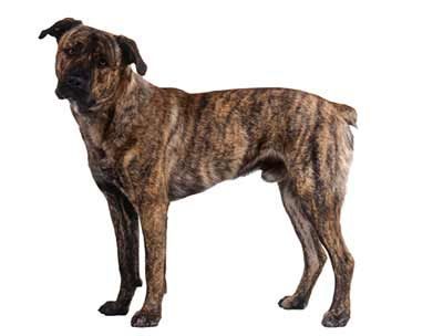 Fila De Saint Miguel