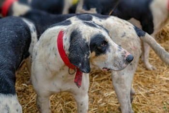 Grand Bleu De Gascogne