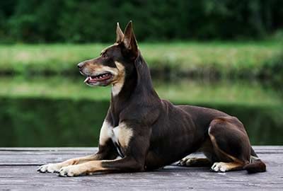 Kelpie Australien