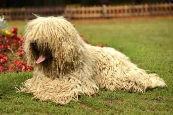 Komondor