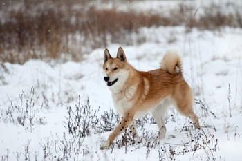 Laika De Siberie Occidentale