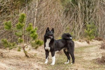 Laika Russo Europeen