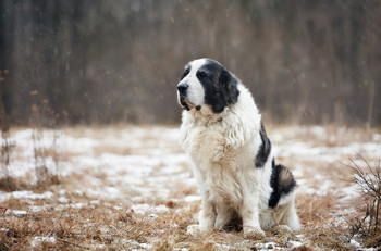 chiens