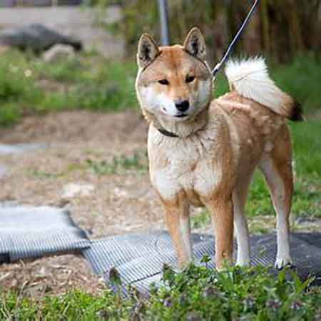 Shikoku Ken, chien japonais originaire de l’île de Shikoku