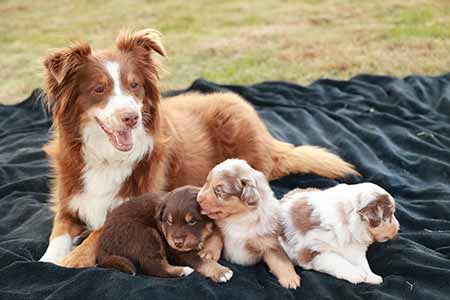Une portée de chiots de race