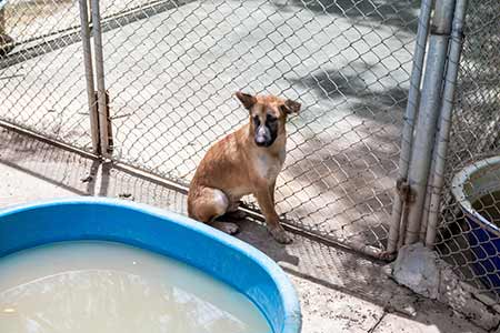 Un chien adulte accueilli dans un refuge