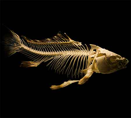 Os cuits et arêtes : risques de perforation et d’occlusion