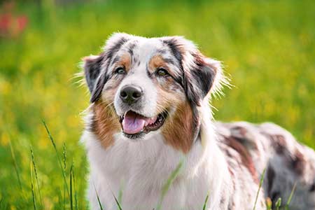 Berger Australien bleu merle adulte dans un pré