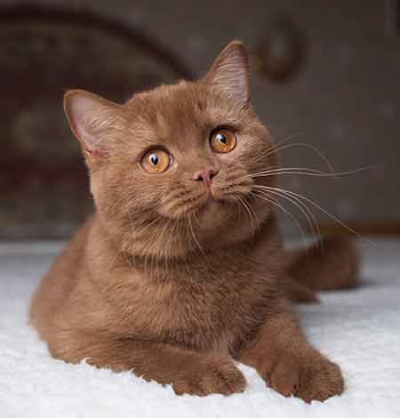 Chat British Shorthair : mutuelle chat, garanties et choix de contrat