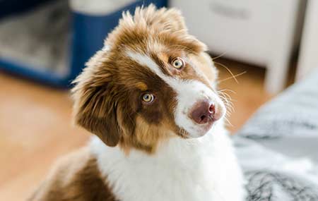 Chiot Berger Australien rouge et blanc à l’intérieur d’une maison