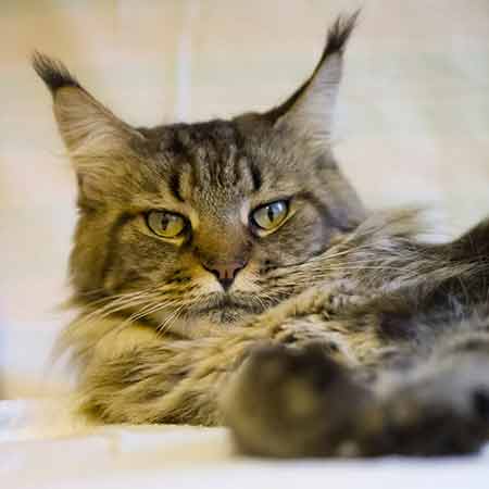 Maine Coon : mutuelle chat, franchise et délai de carence