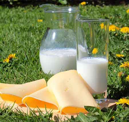 Produits laitiers et animaux : intolérance au lactose chez chiens et chats