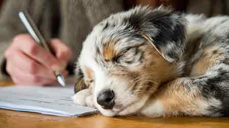 Signature de documents officiels pour adoption/cession d’animal